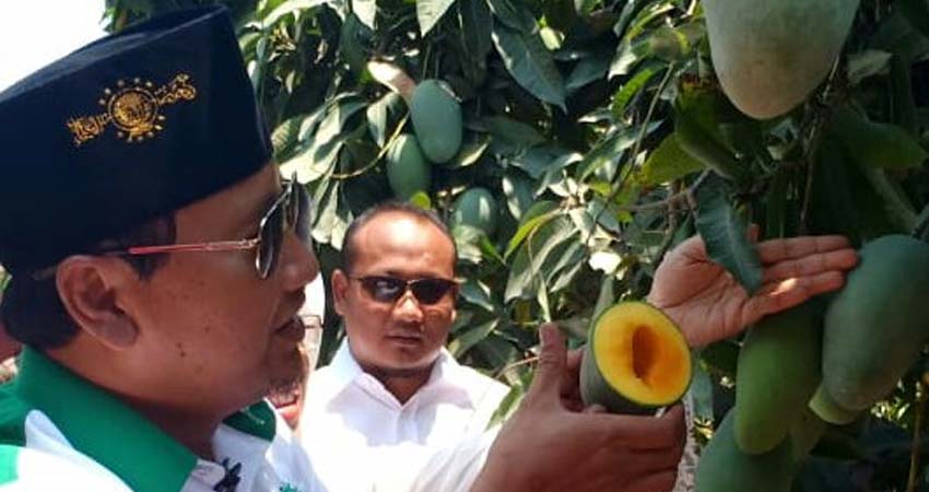 Bupati Pasuruan Buka Festival Mangga Apukat khas Pasuruan