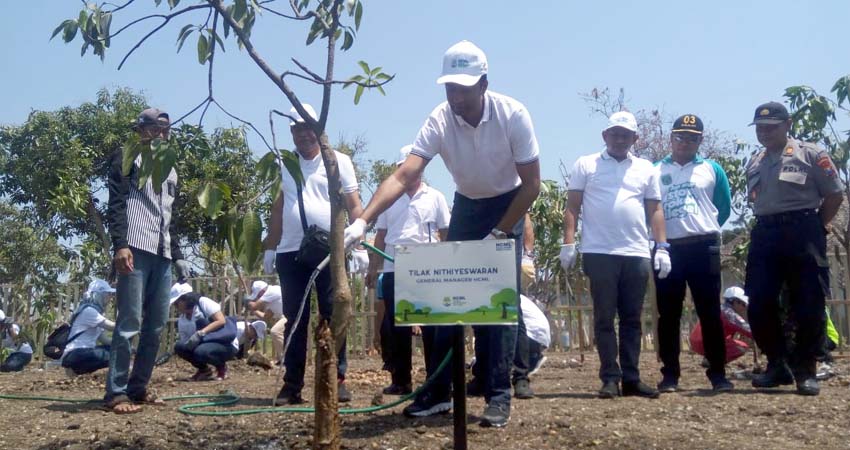 Hari Lingkungan Hidup, HCML Tanam Ribuan Bibit Mangrove dan Mangga